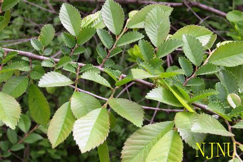 榆樹種植|榆樹(落葉喬木植物):形態特徵,主要品種,生長習性,分布。